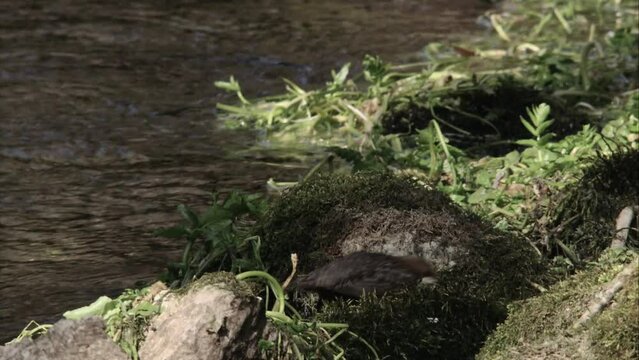 Dipper by the water