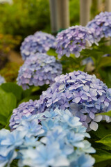 Japanese blue and purple hydrangea flowers and green leaves in garden, blooming in summer