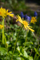 side view close up of a yellow flower
