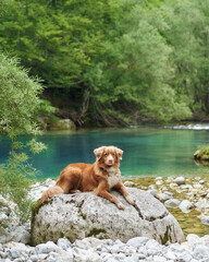 Toller dog at the blue small lake. Nova Scotia duck tolling retriever in nature. Travel and hiking with an active pet