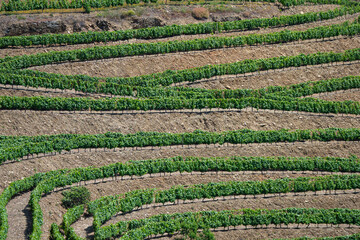 Grape vines growing on the banks of the Dourro river in the Douro Valley of Portugal