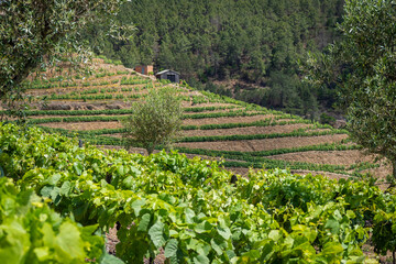 Grape vines growing on the banks of the Dourro river in the Douro Valley of Portugal