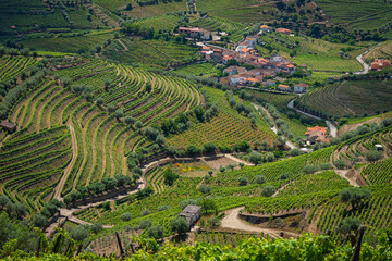Fototapeta na wymiar Grape vines growing on the banks of the Dourro river in the Douro Valley of Portugal
