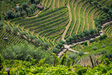 Grape vines growing on the banks of the Dourro river in the Douro Valley of Portugal