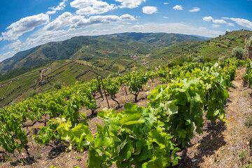 Grape vines growing on the banks of the Dourro river in the Douro Valley of Portugal