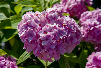 closeup pink hydrangea flowers on sunny summer day