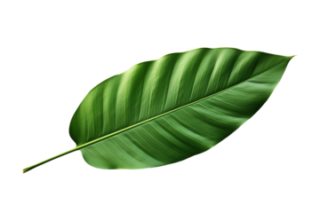 monstera leaf isolated