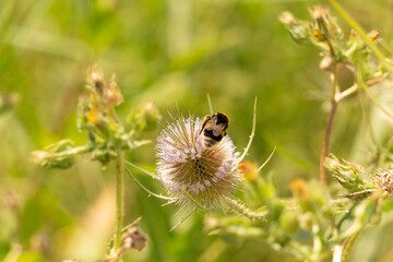 Bumblebee absorving the nectar of a teasel plant