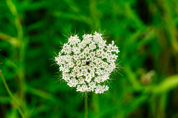 Wild Carrot closeup with green bokeh