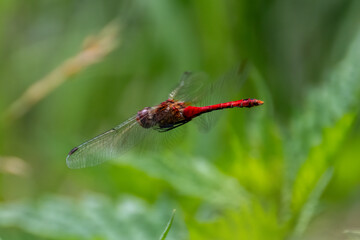Ruddy Darter (Sympetrum sanguineum) dragonfly with green background