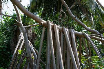 Screw pine trees, or giraffe tree in the Maldives - 628013557