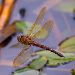 Brown hawker dragonfly (Aeshna grandis) in flight