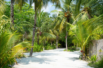 Maldives, palm trees and beautiful nature - 628013769