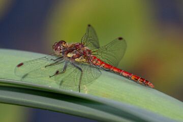 Common darter dragonfly (Sympetrum striolatum) perched on a green leaf