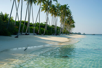Maldives beaches  - 628014123