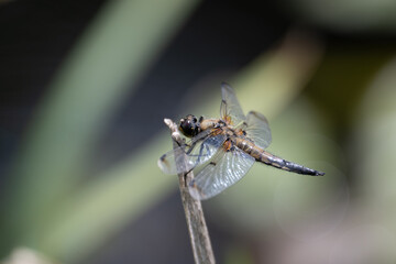 Four spotted chaser (Libellula quadrimaculata) dragonfly with green background