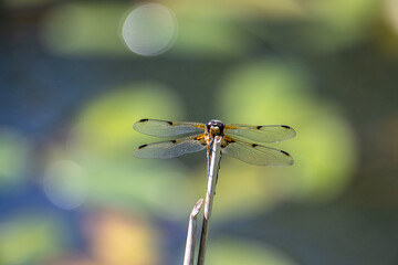 Four spotted chaser (Libellula quadrimaculata) dragonfly with green background
