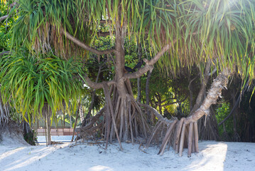 Screw pine trees, or giraffe tree in the Maldives - 628014327
