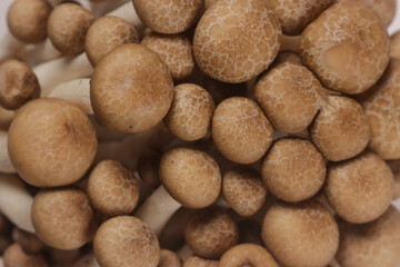 Brown Shimeji Mushrooms or Brown Beech Mushrooms.
