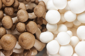 Fresh White and Brown Shimeji Mushroom.