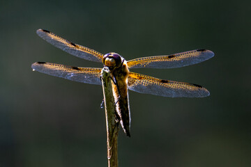 Four spotted chaser (Libellula quadrimaculata) dragonfly with green background