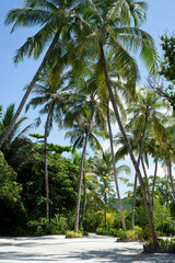 Maldives, palm trees and beautiful nature - 628015134