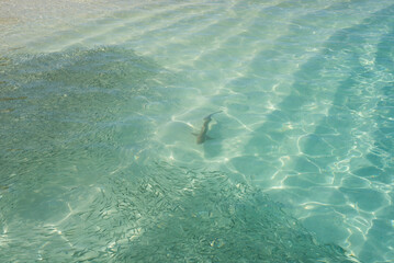 Baby shark hunting in the shallow water, Maldives