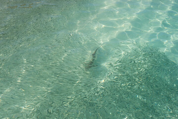 Baby shark hunting in the shallow water, Maldives - 628015378