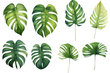 Meubelstickers Tropische bladeren monsteras leaf isolated