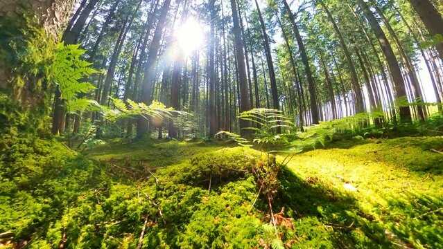 idyllischer Nadelwald mit Sonnenstrahlen und Baumwurzeln, Wurzeln, unterirdisch, Halt, Erdreich, Erdschichten, Tannen, Fichten, 4k