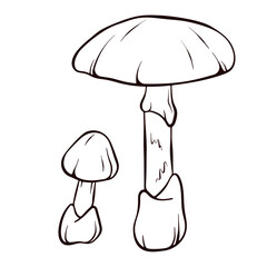 The Death Cap inedible mushroom in line art style. Amanita phalloides sketch icon. Vector illustration isolated on a white background.