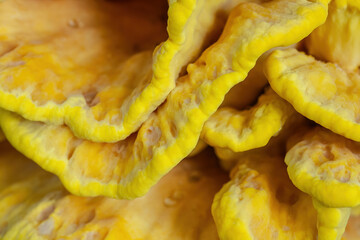 Yellow chicken of the woods mushroom growing in forest close up. Laetiporus sulphureus bracket...