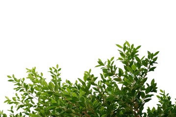 Tropical tree with leaves branches and sunlight, on white isolated background for green foliage backdrop 