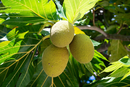 Breadfruit on the tree in the Maldives 