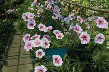 Surfinia flower plant on hanging pot in farm