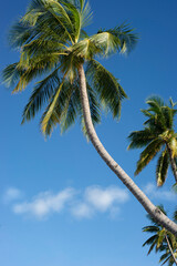Maldives, palm trees and beautiful nature - 628018363