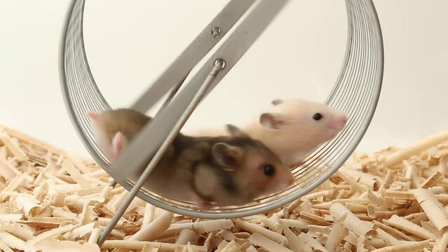 Two hamsters walk together in a wheel.
