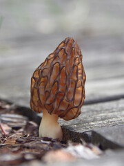 Spring mushroom morel Morchella grew in garden near the house.