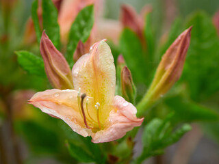 Portrait of yellow azalea flower in raindrops close-up on blurred green background.