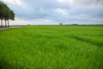 Green rice field and cloudy sky