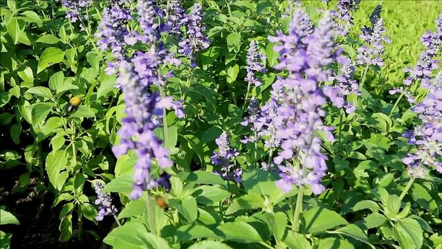 Footage of field of blossoming Lavenders with a swarm of bees collecting nectar