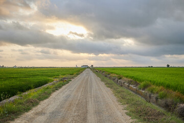 Naklejka premium Straight country road and green farmland natural scenery at sunrise in cloudy sky