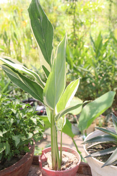 Maranta arundinacea also called arrowroot tree plant