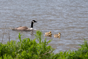 Family of Canada geese on a lake in spring