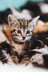 Portrait d'un adorable petit chaton rayé tigré aux yeux bleus