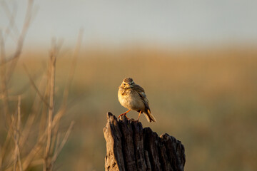 Paddyfield pipit or Oriental pipit or Anthus rufulus bird on beautiful perched at dhikala zone of jim corbett national park or forest reserve uttarakhand india asia