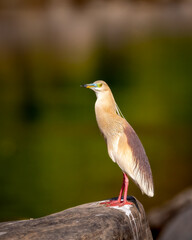 adult Indian Pond Heron or Ardeola grayii bird in breeding plumage and natural green background perched on big rock in golden hour sunset light at forest of central india asia