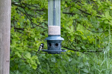 Great Tit bird on a bird feeder