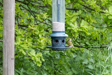 Green Finch bird on a bird feeder
