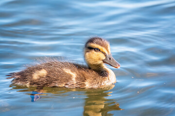 Cute little duckling swimming alone in a lake or river with calm water